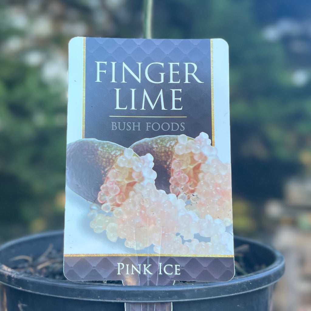 Finger Lime Pink - Grafted 20cm Pot