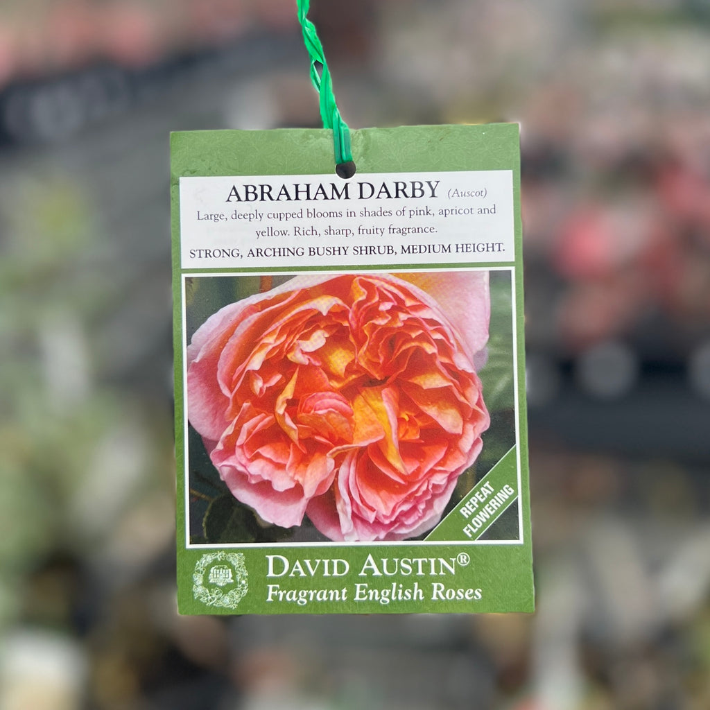 David Austin Rose Abraham Darby - 20cm Pot