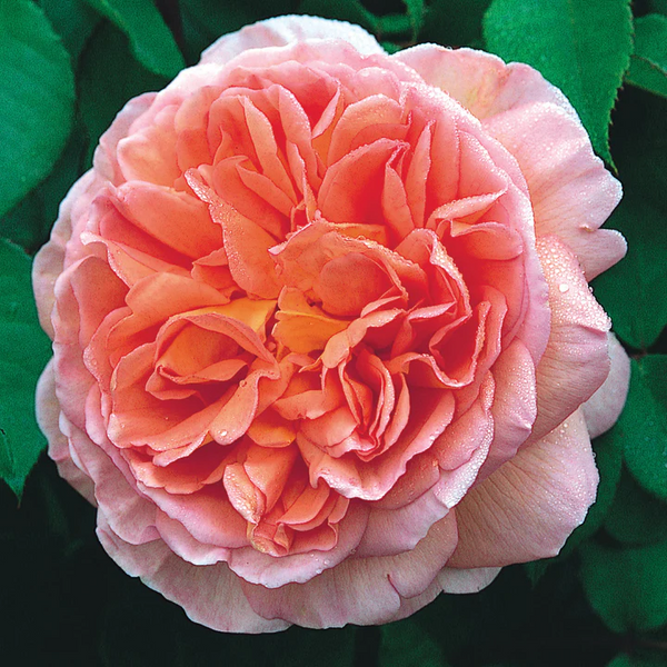 David Austin Rose Abraham Darby - 20cm Pot