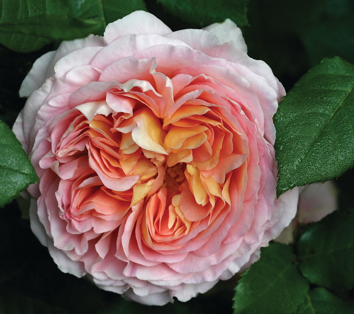 David Austin Rose Abraham Darby - 20cm Pot