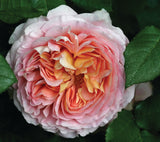 David Austin Rose Abraham Darby - 20cm Pot