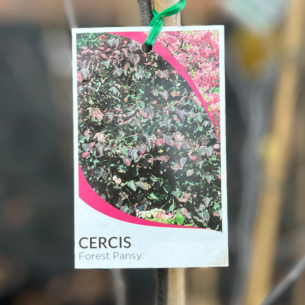 Cercis Forest Pansy - 25cm Pot