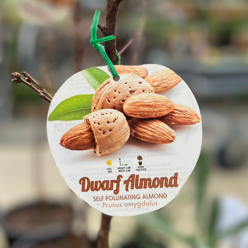 Almond Self Pollinating Dwarf