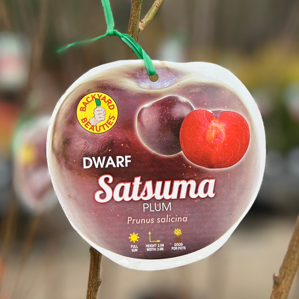 Plum Satsuma Dwarf