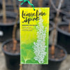 Ginkgo Biloba Lemonlime Spire