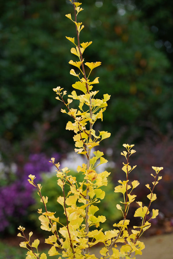 Ginkgo Biloba Lemonlime Spire