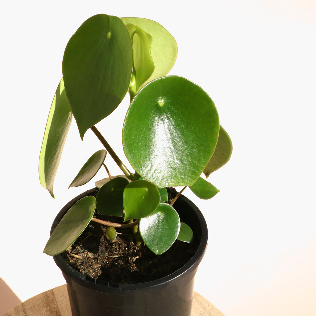 Peperomia Polybotrya Raindrop - 13cm Pot