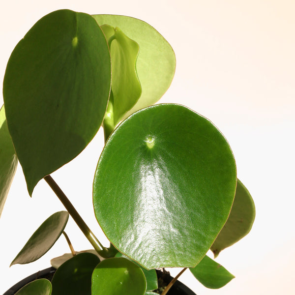 Peperomia Polybotrya Raindrop - 13cm Pot