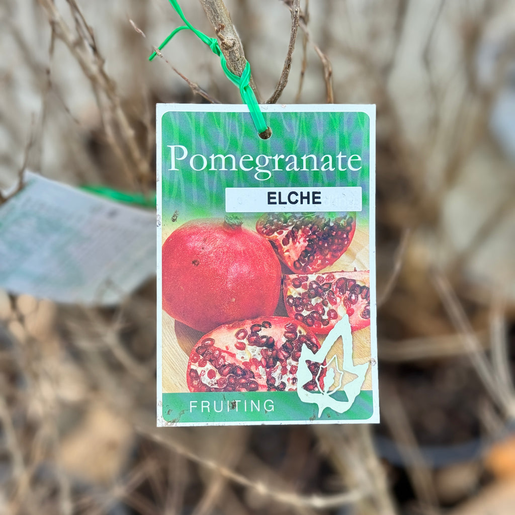 Pomegranate Mollar de Elche Seedling