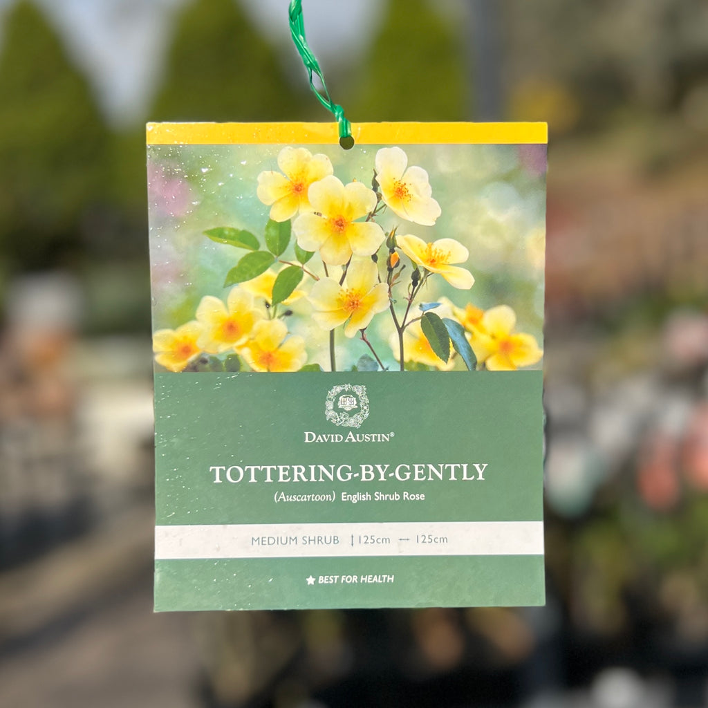 David Austin Rose Tottering By Gently - 20cm Pot