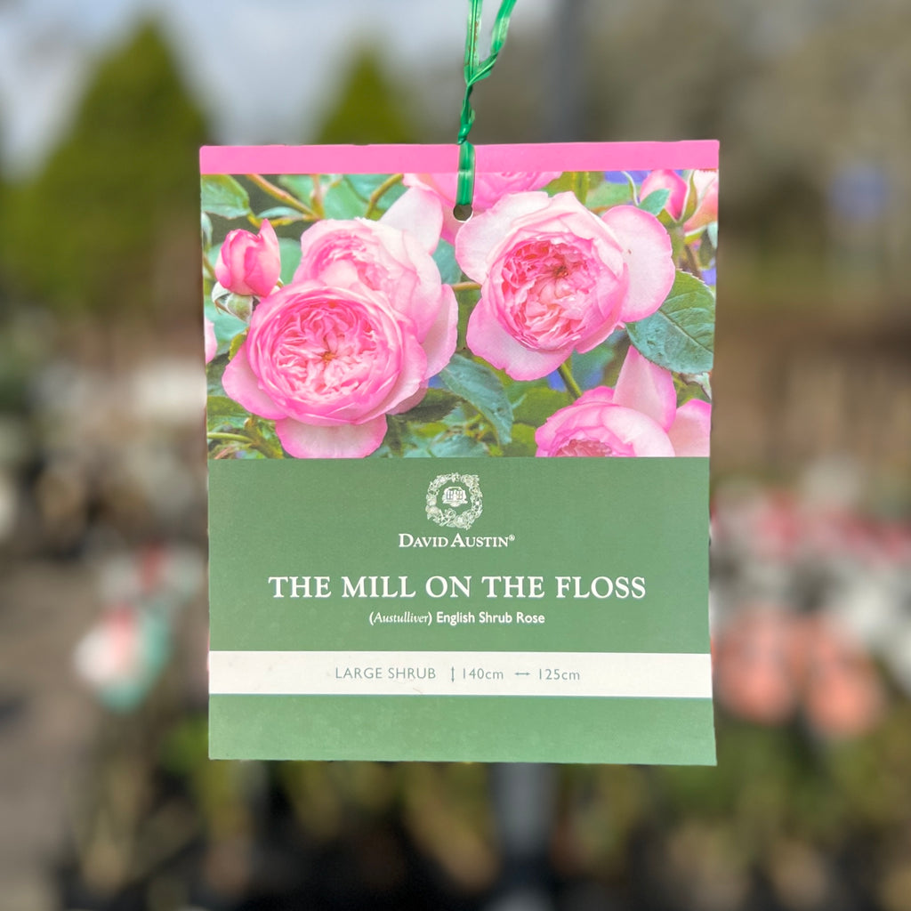 David Austin Rose The Mill On The Floss - 20cm Pot