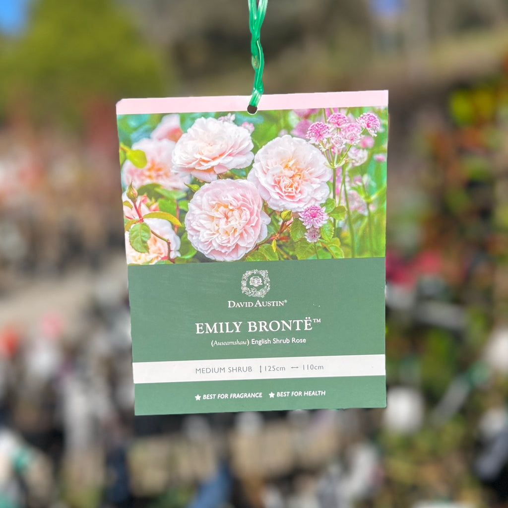 David Austin Rose Emily Bronte - 20cm Pot