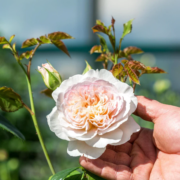 David Austin Rose Emily Bronte - 20cm Pot