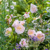 David Austin Rose Emily Bronte - 20cm Pot