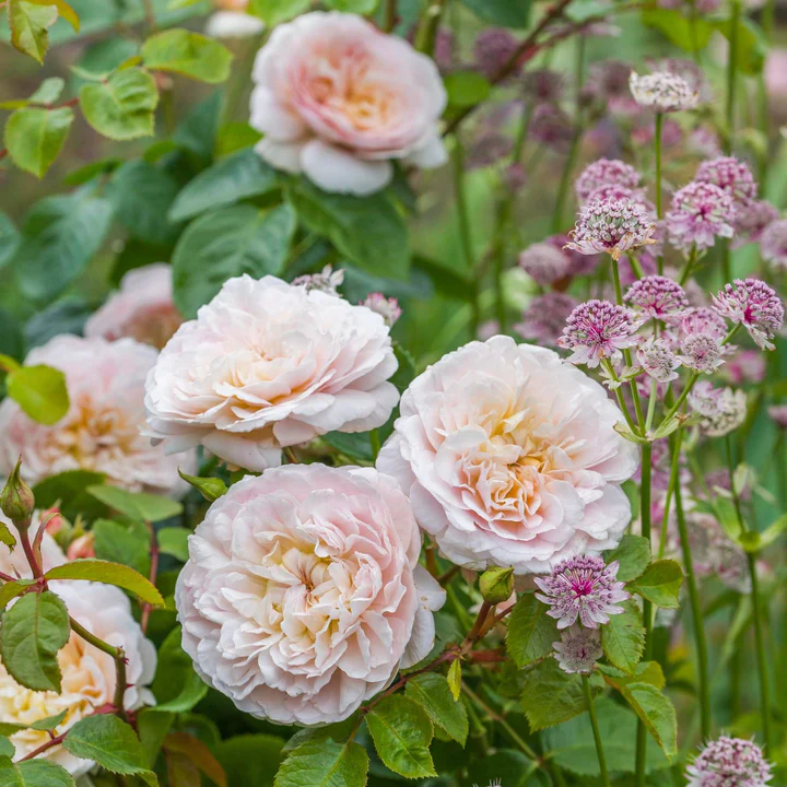 David Austin Rose Emily Bronte - 20cm Pot