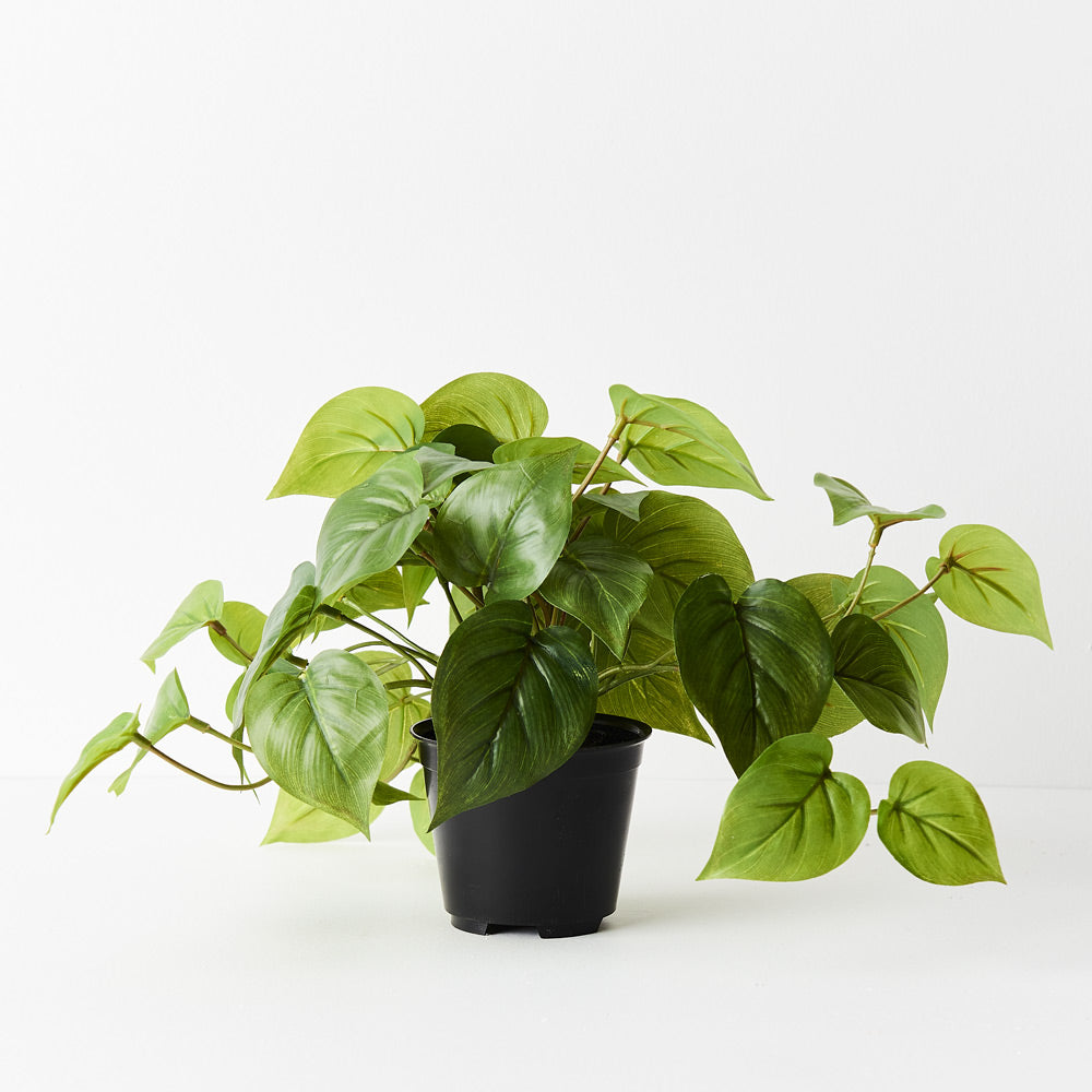 Philodendron In Pot