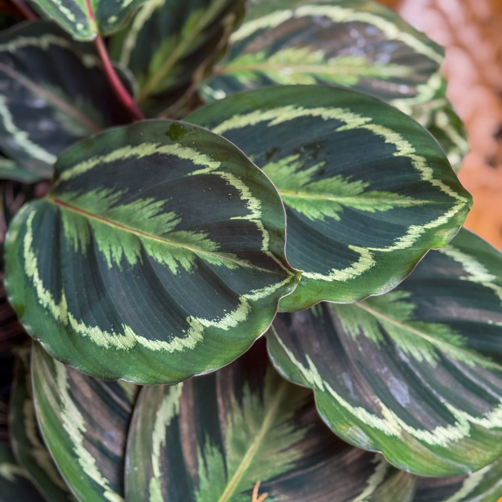 Calathea Medallion - 13cm Pot