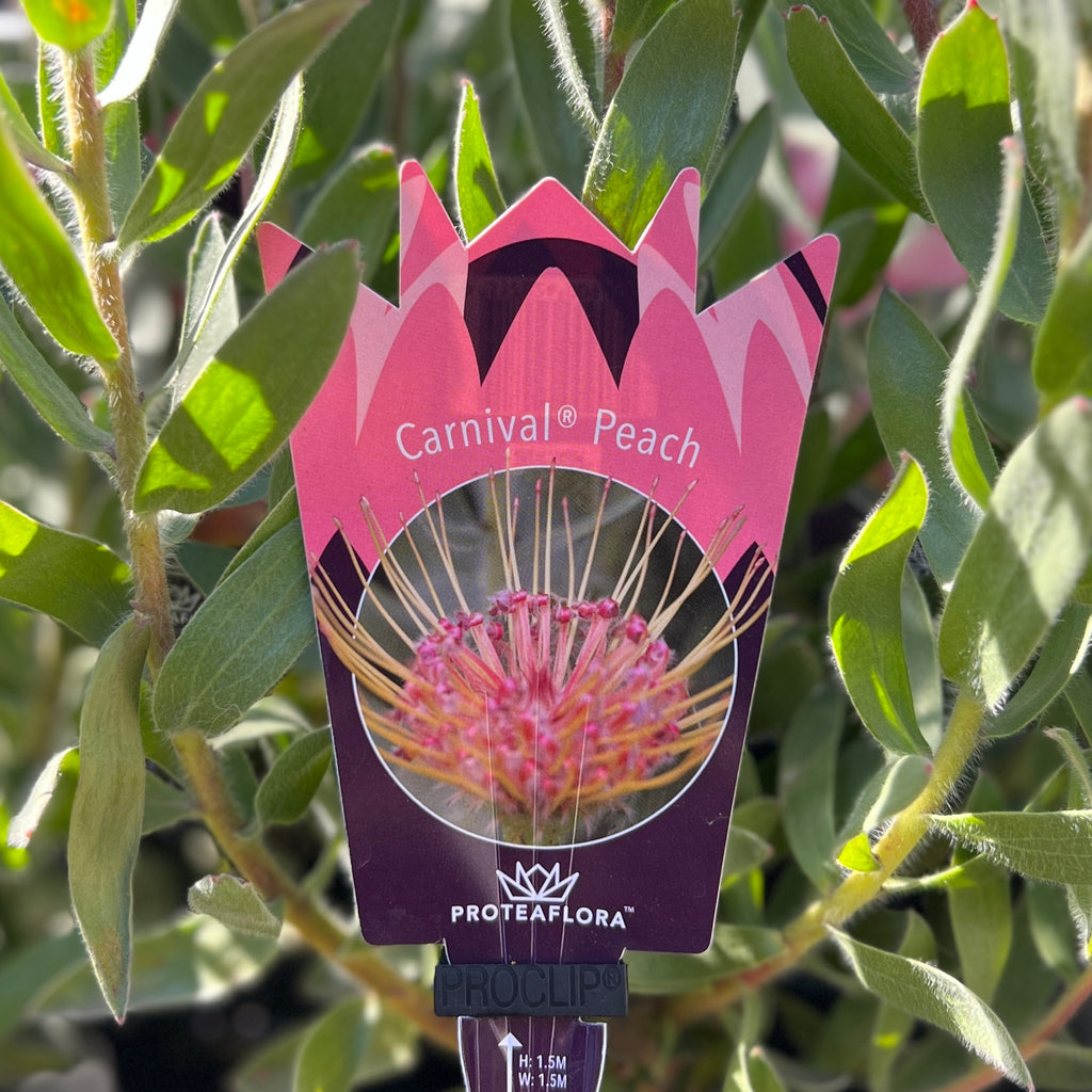 Leucospermum Carnival Peach - 14cm Pot