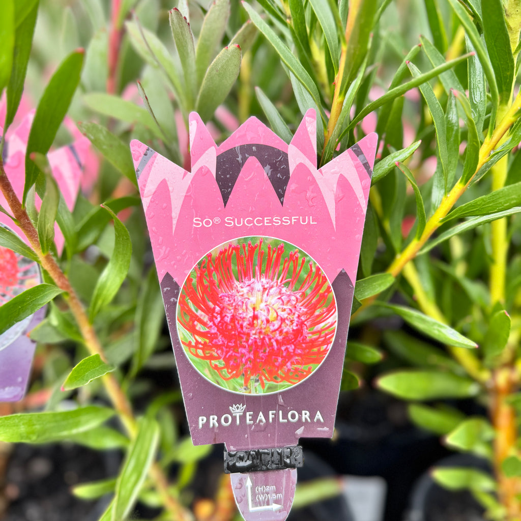 Leucospermum So Successful - 14cm Pot