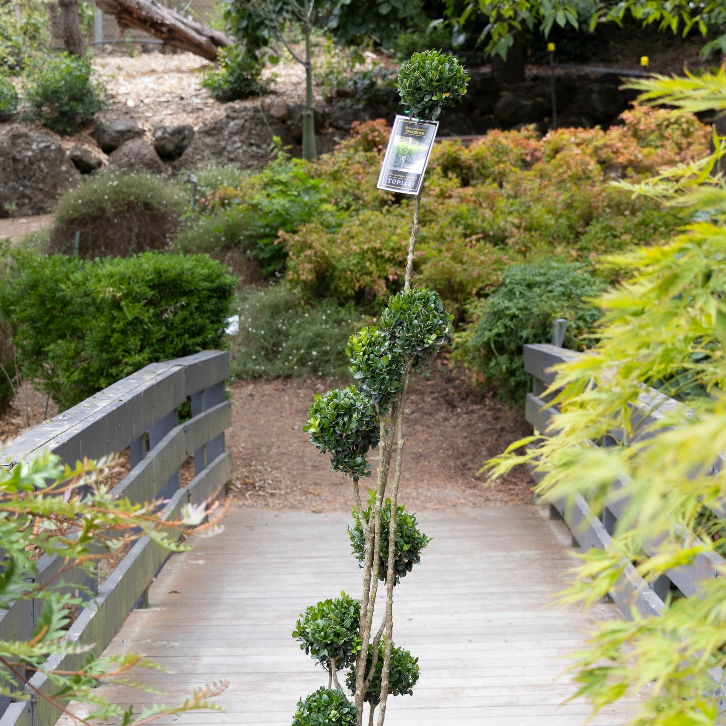 Buxus Cloud Topiary - 40cm pot