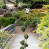 Buxus Cloud Topiary - 40cm pot