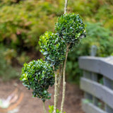 Buxus Cloud Topiary - 40cm pot