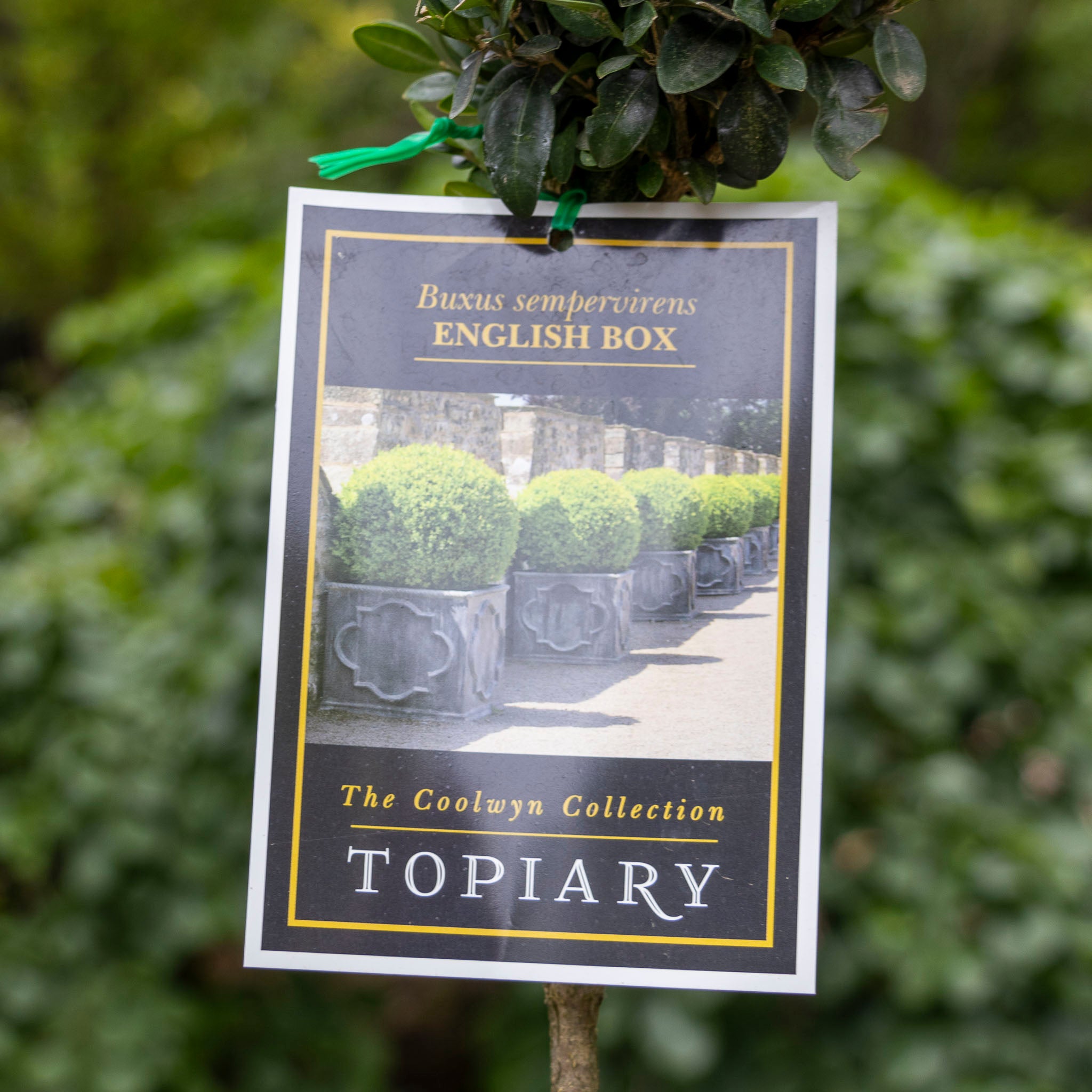 Buxus Cloud Topiary - 40cm pot