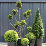 Buxus Cloud Topiary - 40cm pot