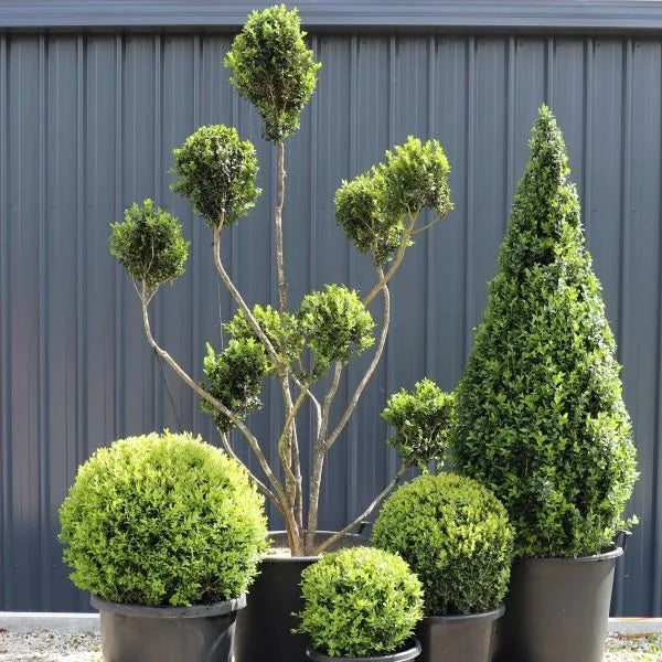Buxus Cloud Topiary - 40cm pot
