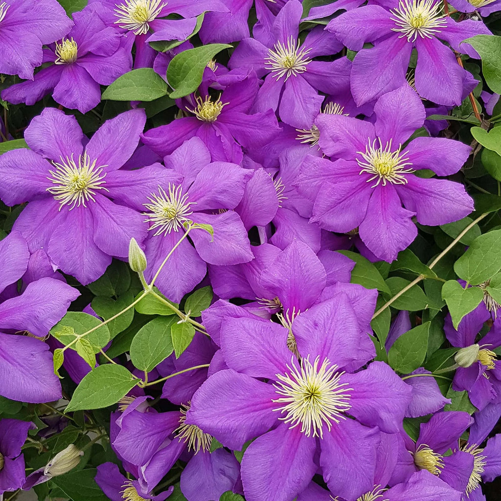 Clematis General Sikorski - 20cm Pot