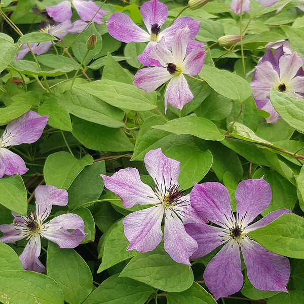 Clematis Cloudburst - 20cm Pot