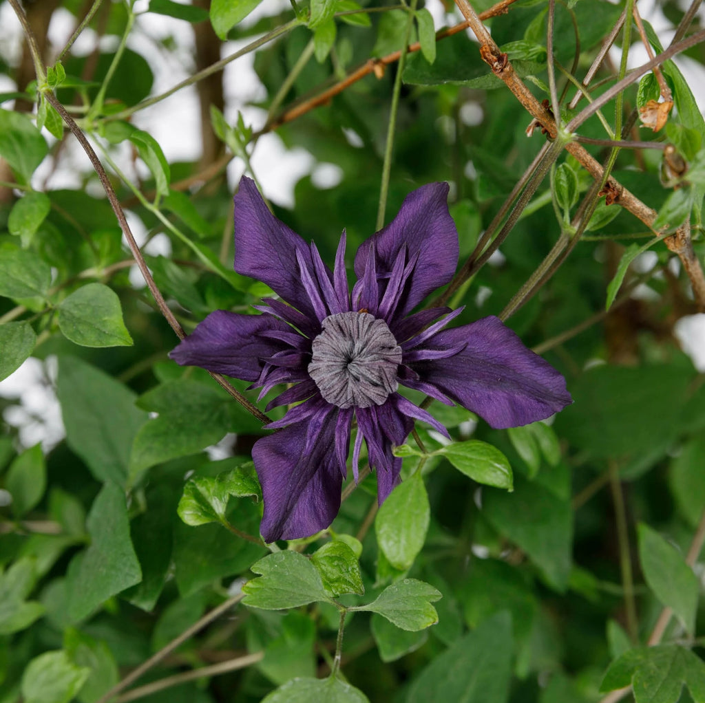 Clematis Kokonoe - 20cm Pot