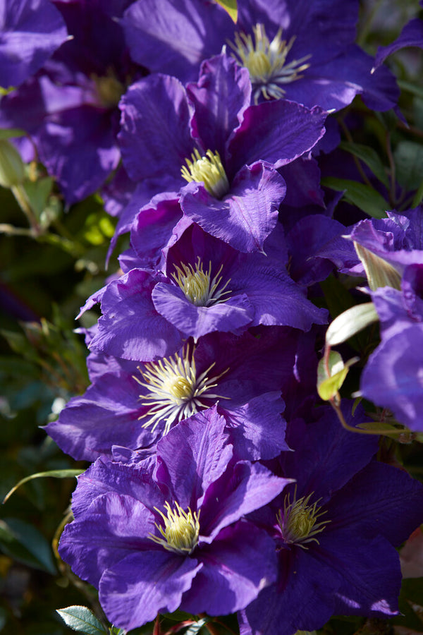 Clematis Lady Betty Balfour - 20cm Pot