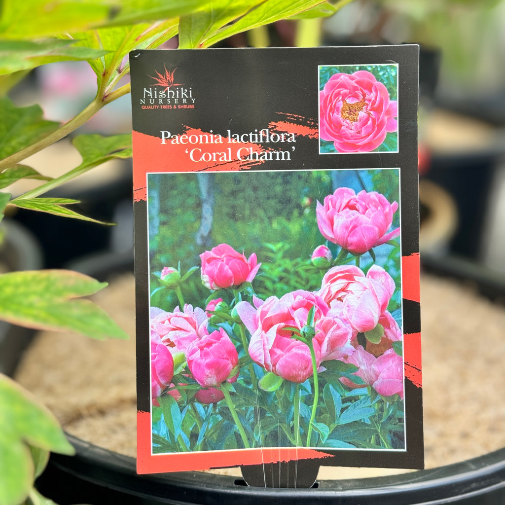 Paeonia Coral Charm Peony - 25cm Pot