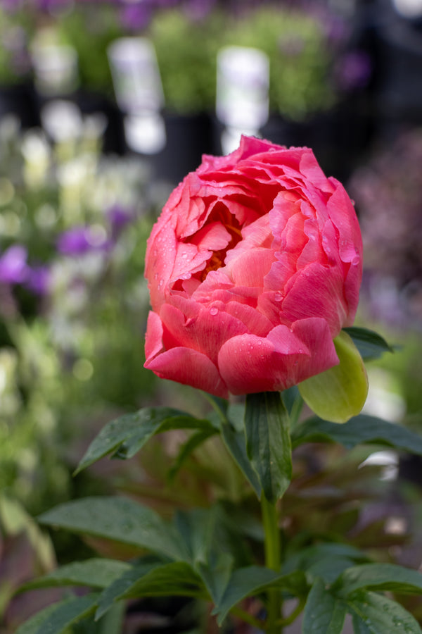 Paeonia Coral Charm Peony - 25cm Pot