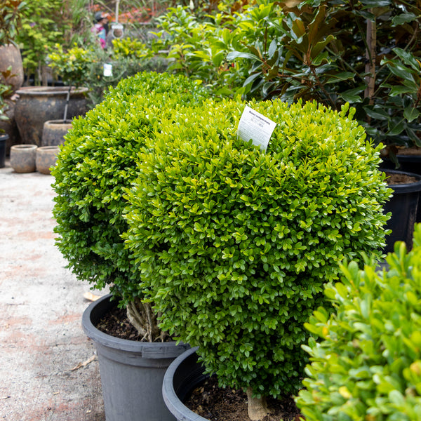 Buxus Dutch Box Topiary - 40cm Pot