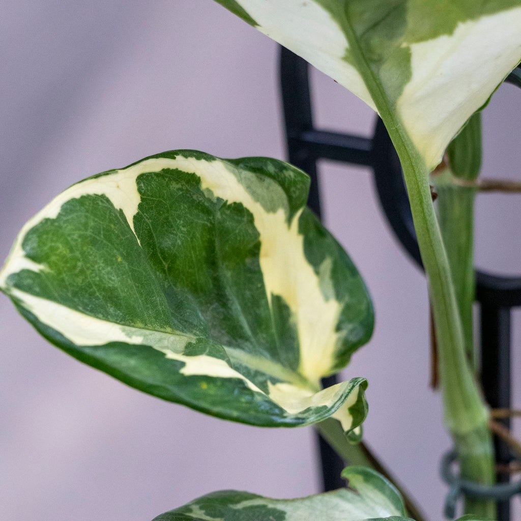 Epipremnum Aureum Snow Queen - 13cm Pot