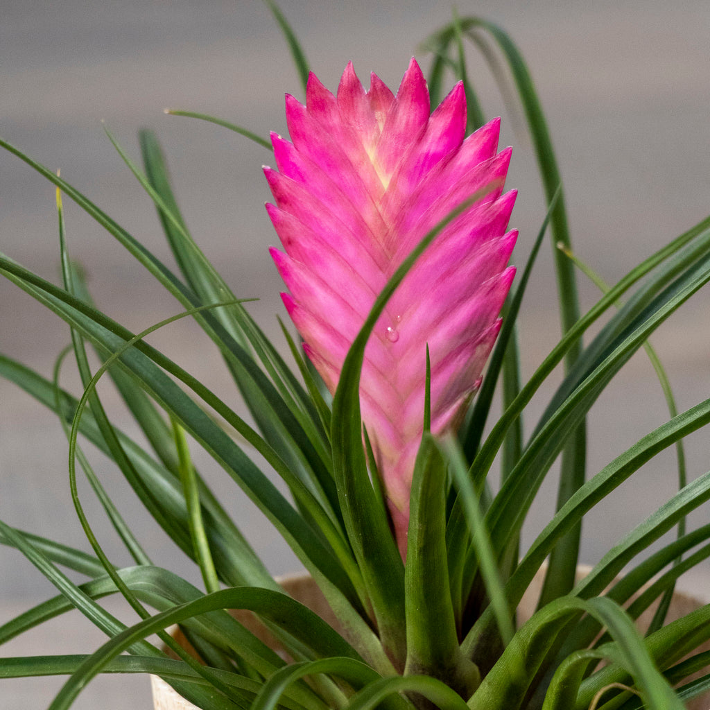 Tillandsia Cyanea Pink Quill - 11cm