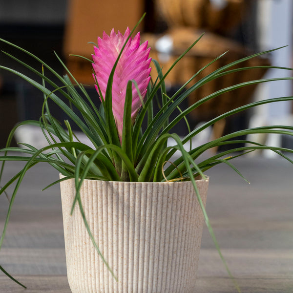 Tillandsia Cyanea Pink Quill - 11cm