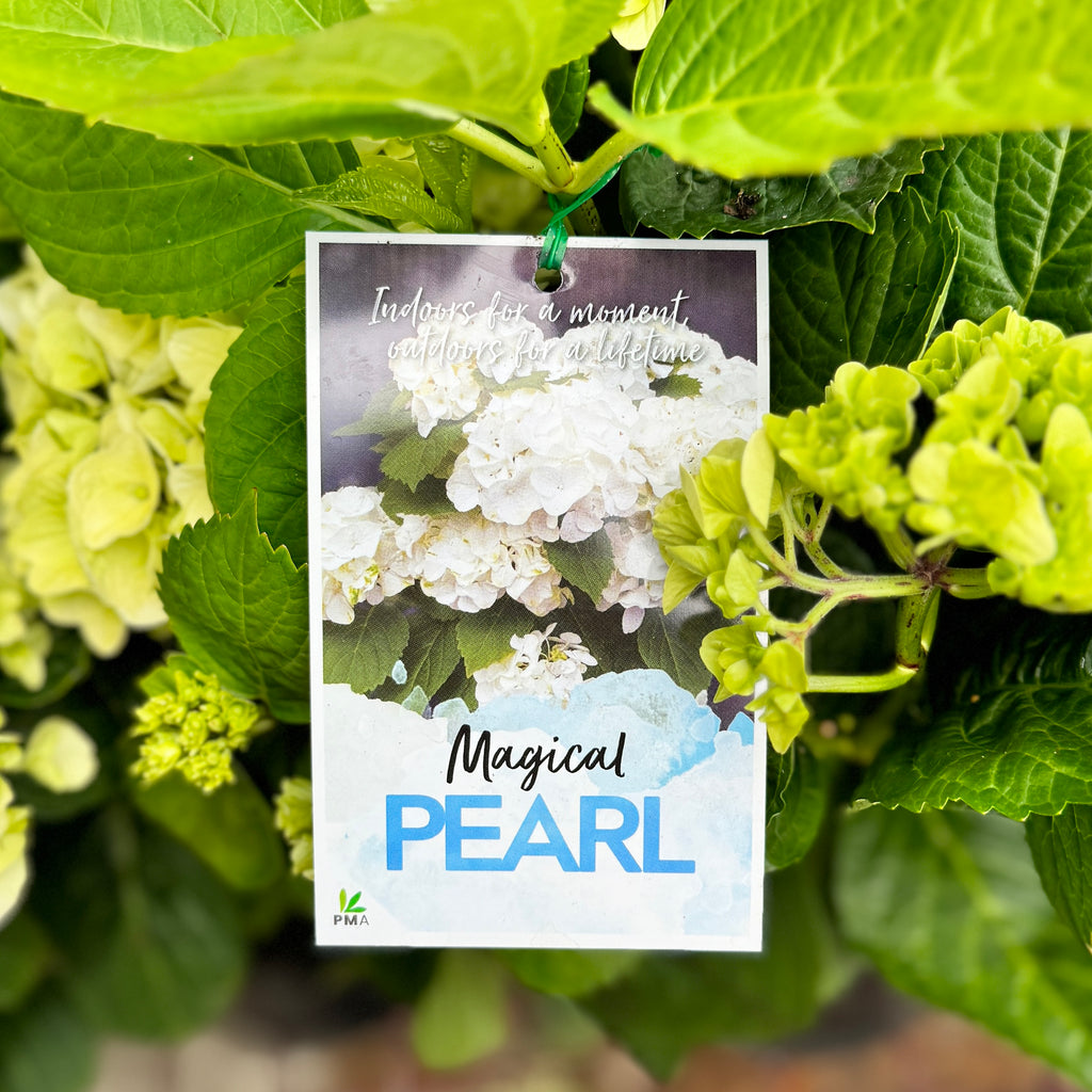 Hydrangea Magical Pearl - 20cm Pot