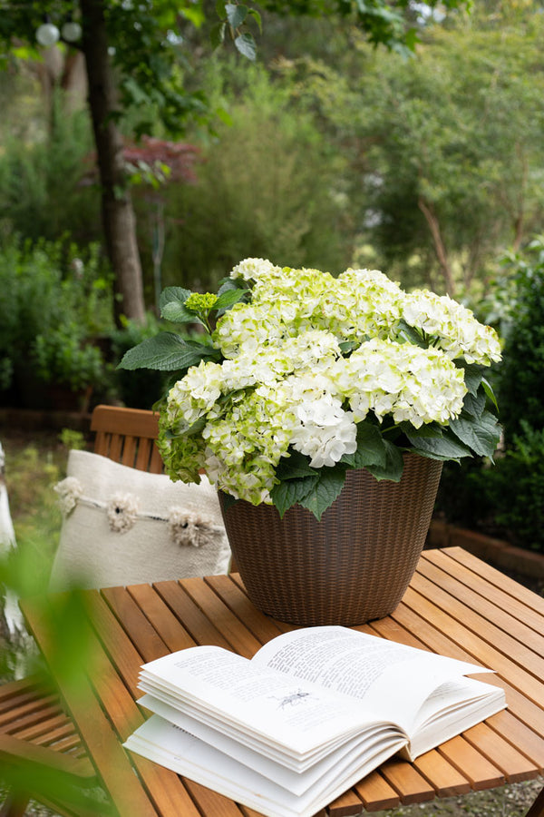 Hydrangea Magical Pearl - 20cm Pot