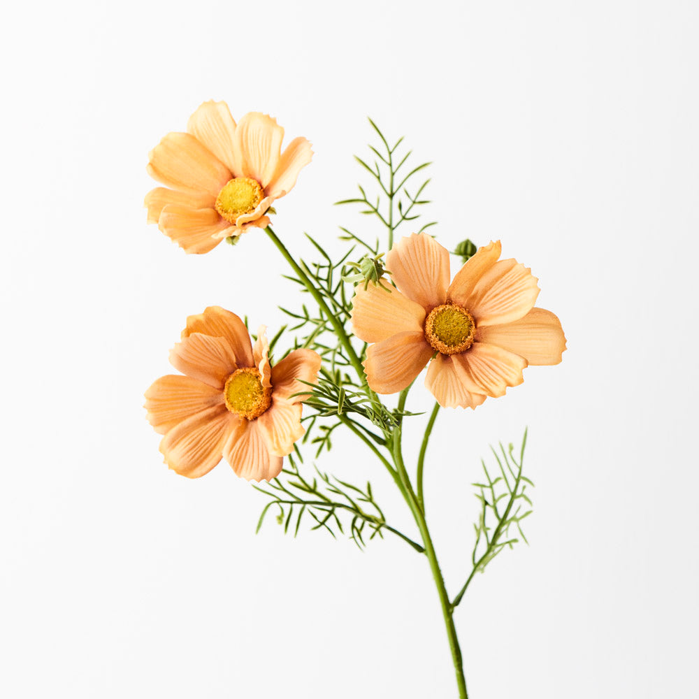 Cosmos Spray -
