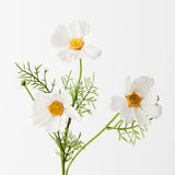 Cosmos Spray -