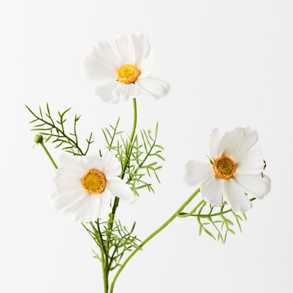 Cosmos Spray -