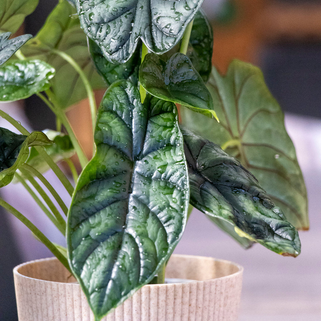 Alocasia Dragon Scale - 13cm Pot