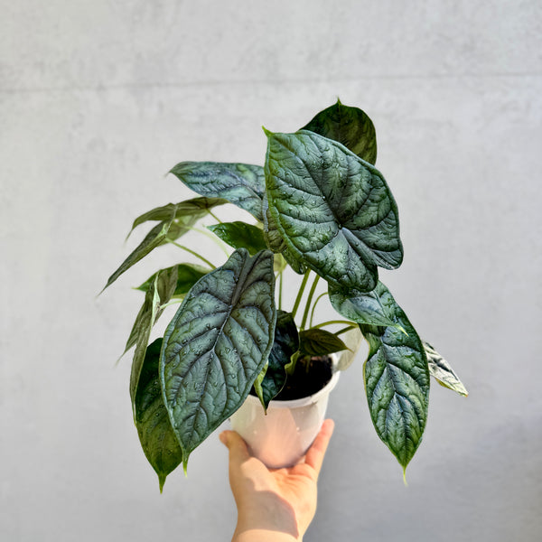 Alocasia Dragon Scale - 13cm Pot