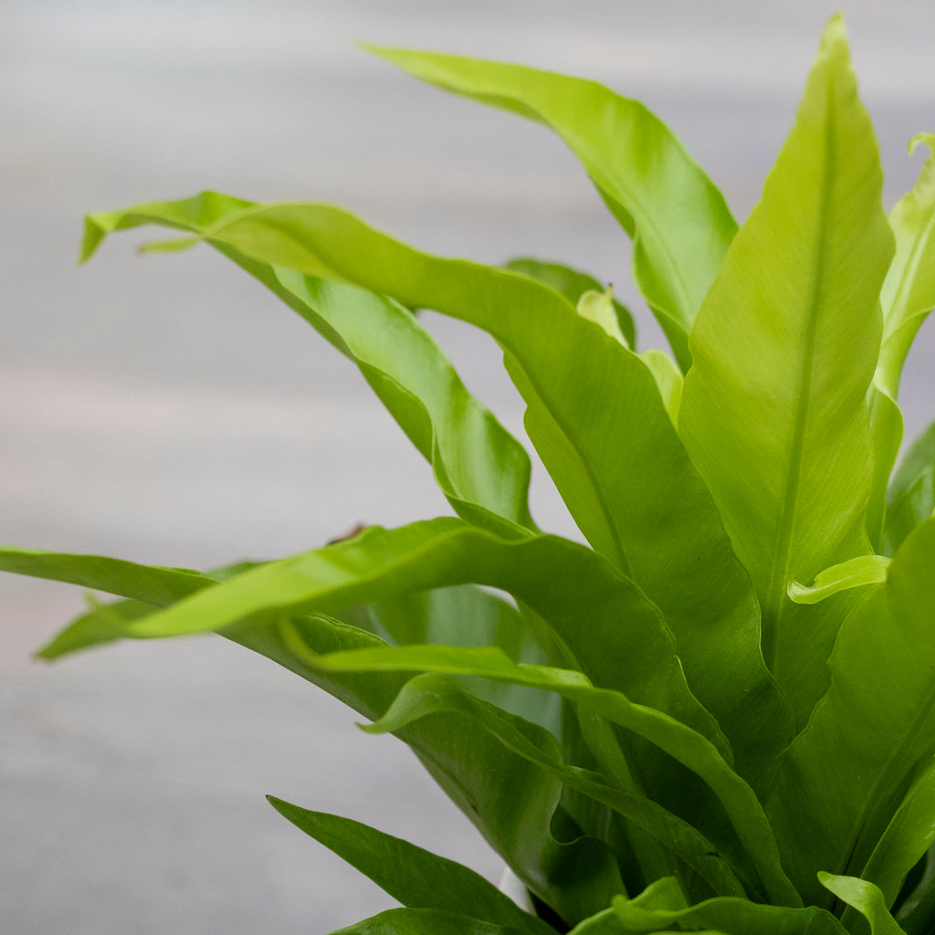 Asplenium Birds Nest Fern - 13cm Pot