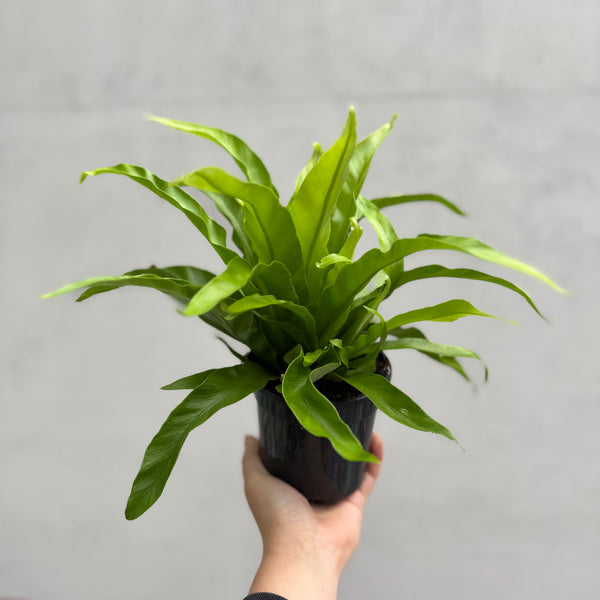 Asplenium Birds Nest Fern - 13cm Pot