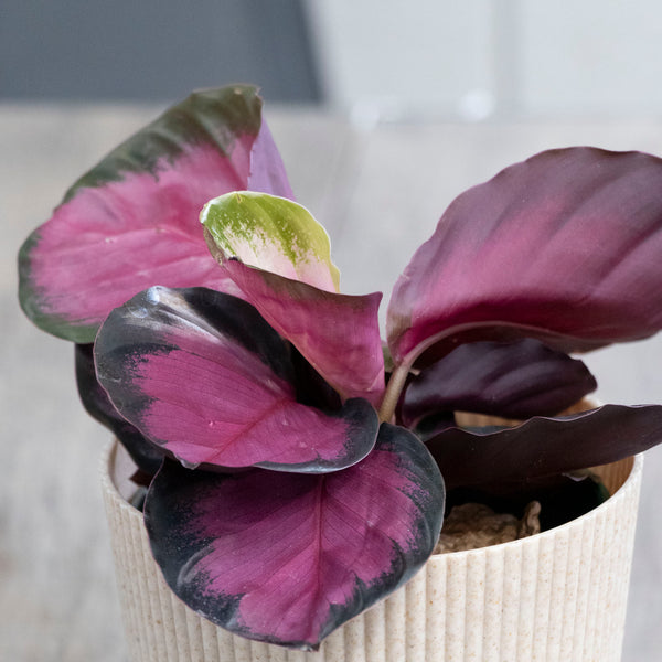 Calathea Rosea - 13cm Pot