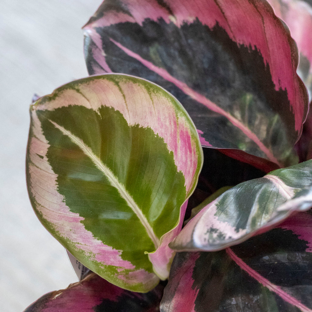 Calathea Red Mojo - 13cm Pot